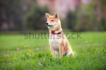 Jungen Park Hund Tier Haustiere Sitzung Stock foto © user_11224430