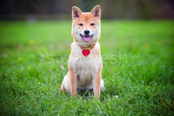 Fű fiatal zöld kert kutya állat Stock fotó © user_11224430