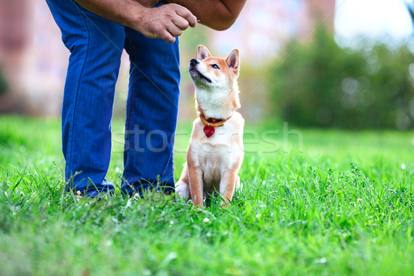 Opleiding hond jonge salaris aandacht eigenaar Stockfoto © user_11224430