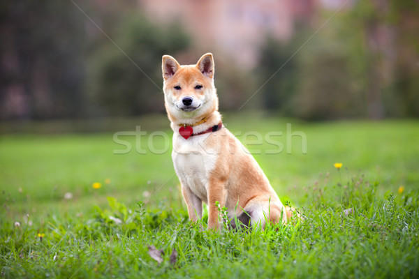 Jonge park hond dier huisdieren vergadering Stockfoto © user_11224430
