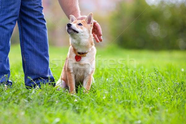 Shiba Inu in the park. Stock photo © user_11224430