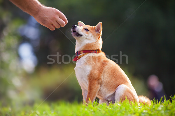 Training with dog Stock photo © user_11224430