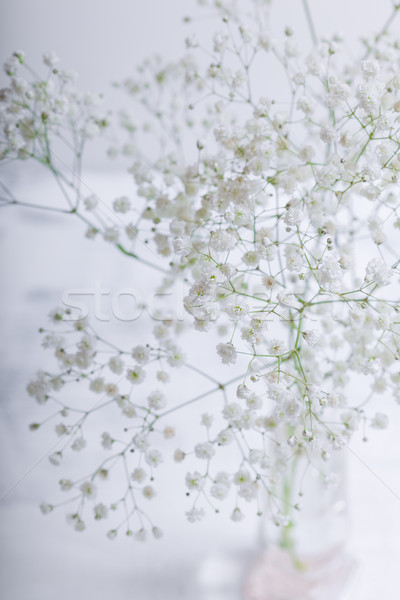 A white flowers of Gypsophila on a white background Stock photo © user_11224430