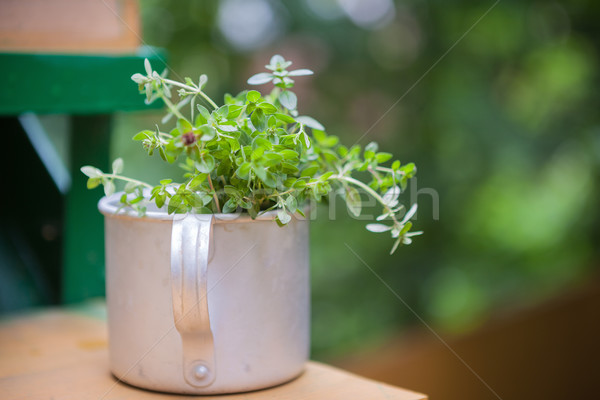 Bouquet of fresh thyme Stock photo © user_11224430