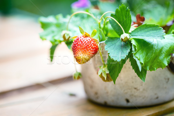 Stock photo: Bouquet of strawberries