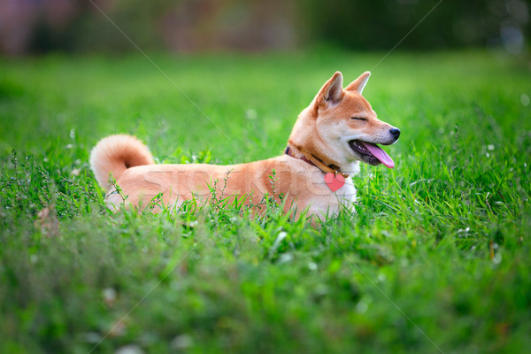 Jungen ruhend grünen Garten Hund Tier Stock foto © user_11224430