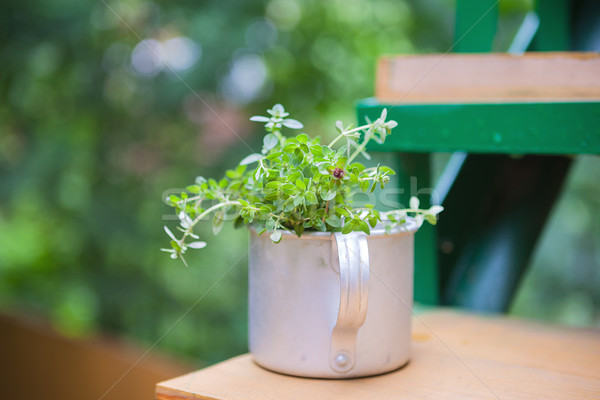 Bouquet of fresh thyme Stock photo © user_11224430
