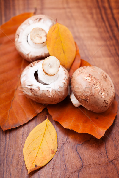 Mushrooms: Champignons on autumn leaves Stock photo © user_11224430
