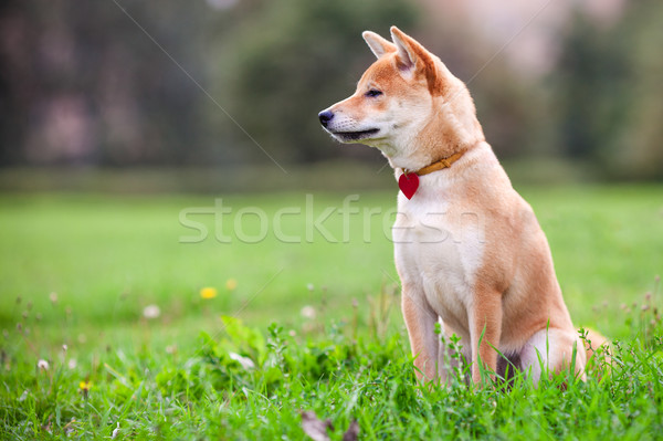 Stockfoto: Jonge · groene · tuin · hond · dier · huisdieren