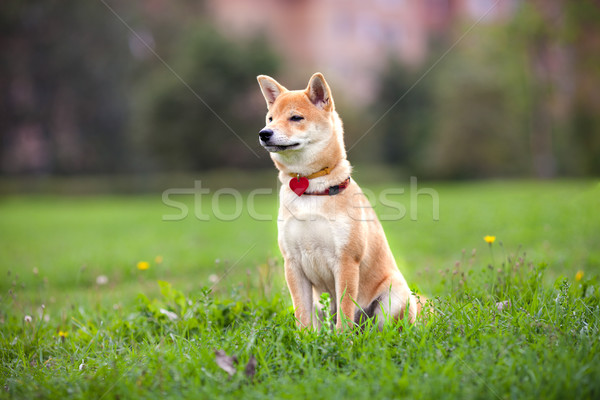 Young shiba inu sits in the park Stock photo © user_11224430