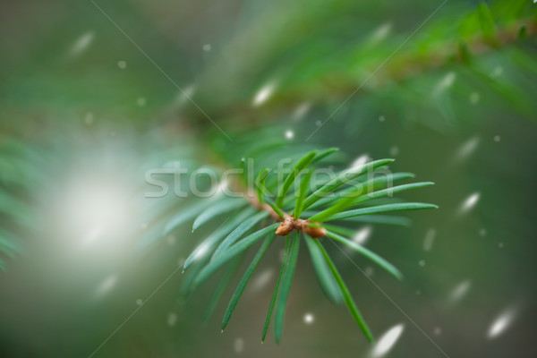 [[stock_photo]]: épinette · evergreen · arbre · neige · autour