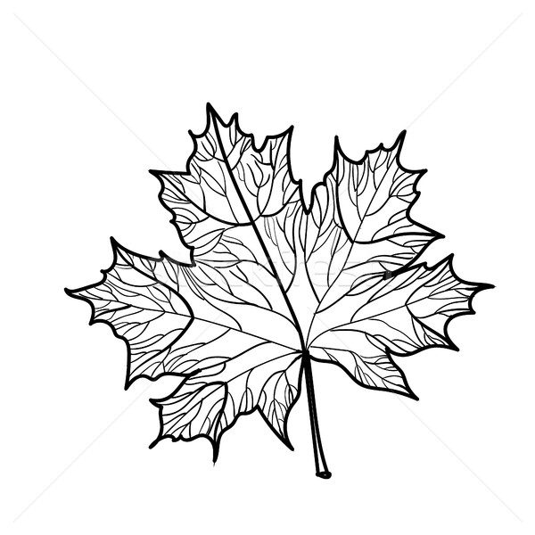 рисованной Maple Leaf изолированный подробный лист вектора Сток-фото © user_11397493
