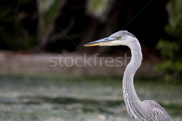 The Great Blue Heron on the Water at Malibu Beach in August Stock photo © user_9323633