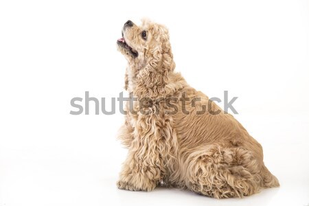 American Cocker Spaniel Stock photo © user_9834712