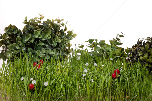 Grass, Leaves And Berries Stock photo © user_9834712