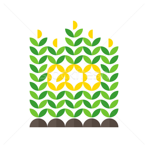 Kukurydza wole eco streszczenie sztuki zielone Zdjęcia stock © ussr