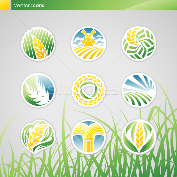 Сток-фото: пшеницы · рожь · вектора · логотип · шаблон · набор