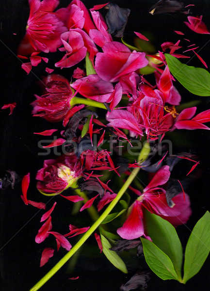 Roşu floare petale flori apă natură Imagine de stoc © Ustofre9