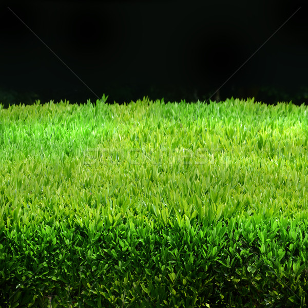 Green hedge Stock photo © Ustofre9