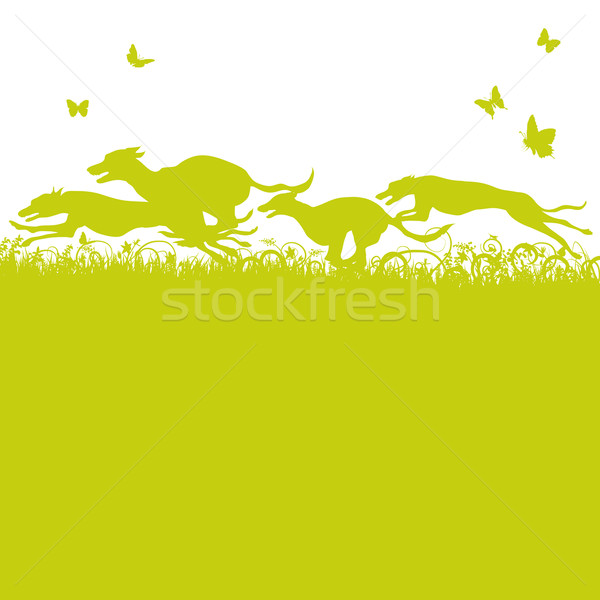 Blades of grass and running dogs and greyhounds Stock photo © Ustofre9