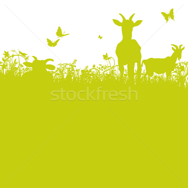 Goats on the meadow Stock photo © Ustofre9