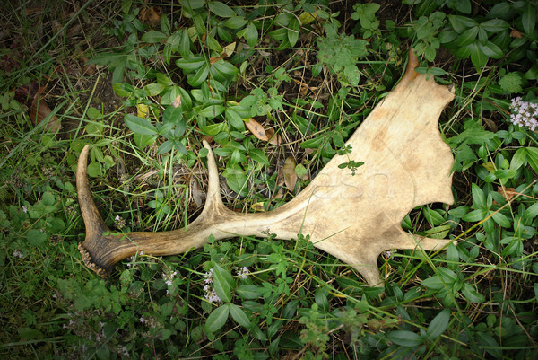 Antlers in the grass Stock photo © Ustofre9