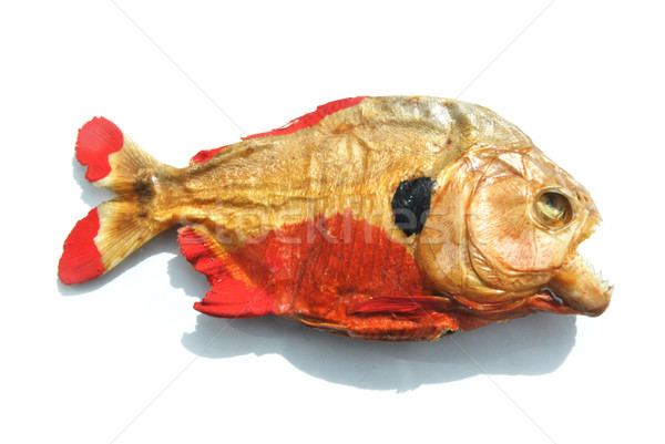 Dead and groomed piranha  Stock photo © Ustofre9
