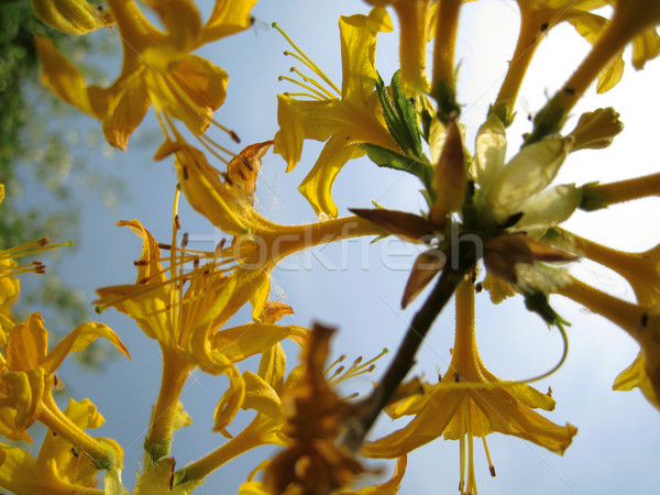 黄色の花 バックライト 花 花 春 背景 ストックフォト © Ustofre9