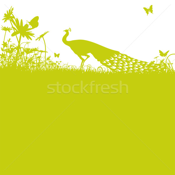 Stock photo: Peacock on the kings lawn 