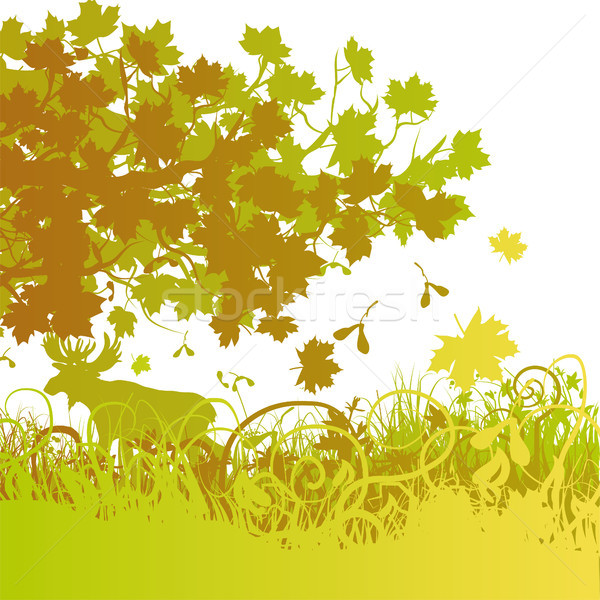 Mixed forest in autumn Stock photo © Ustofre9
