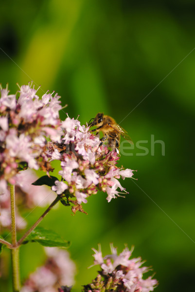 Bee on a flower herb Stock photo © Ustofre9
