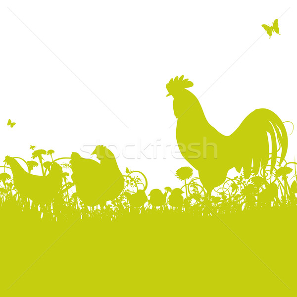 Chicken and rooster Stock photo © Ustofre9