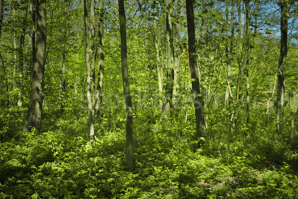 Young forest and young trees Stock photo © Ustofre9