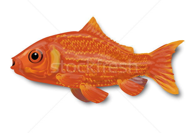 Little goldfish Stock photo © Ustofre9