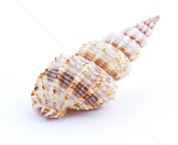 Mare shell isolato bianco acqua Foto d'archivio © vadimmmus