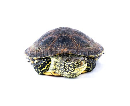 Turtle isolated Stock photo © vadimmmus