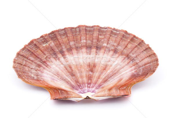 Sea shell Stock photo © vadimmmus