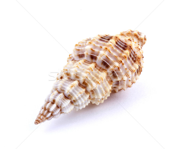 Sea shell Stock photo © vadimmmus