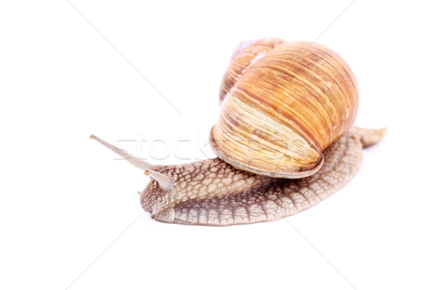 Stock photo: Snail isolated