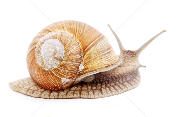 Snail isolated Stock photo © vadimmmus
