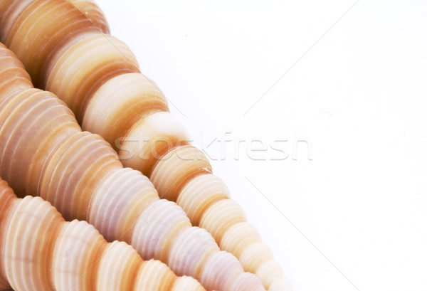Zee shell exemplaar ruimte natuur strand ontwerp Stockfoto © vadimmmus