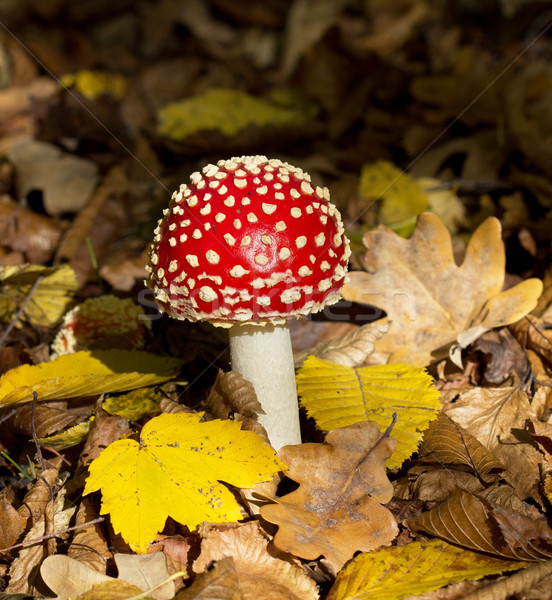 Red mushroom Stock photo © vadimmmus