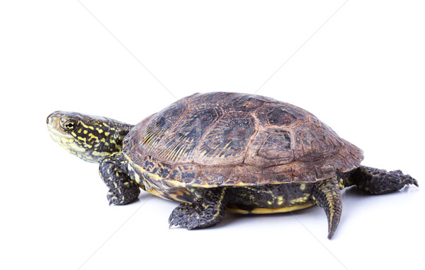 Turtle isolated Stock photo © vadimmmus