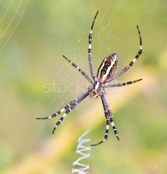 Spider Stock photo © vadimmmus
