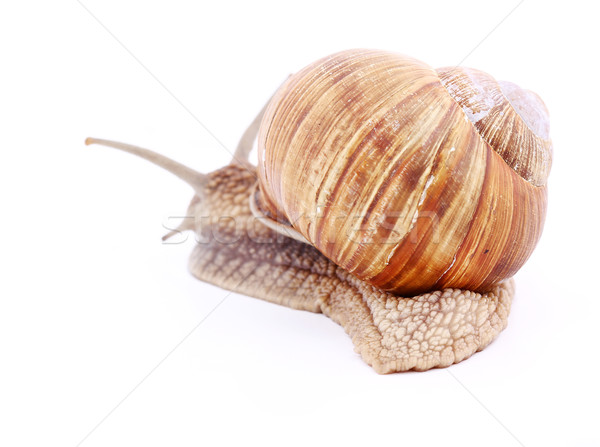 Caracol aislado blanco jardín fondo Foto stock © vadimmmus