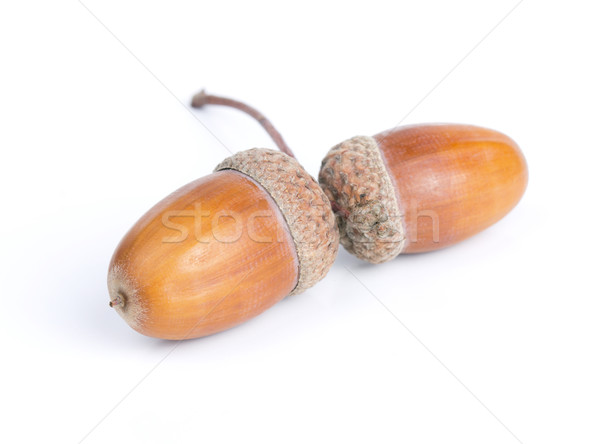 Acorns isolated Stock photo © vadimmmus