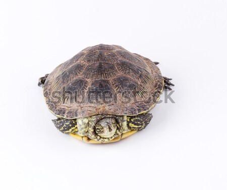 Turtle isolated Stock photo © vadimmmus