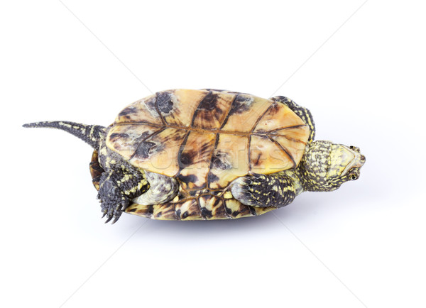 Schildkröte verkehrt herum zurück isoliert weiß Natur Stock foto © vadimmmus