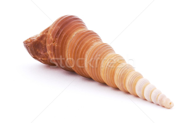 Sea shell Stock photo © vadimmmus