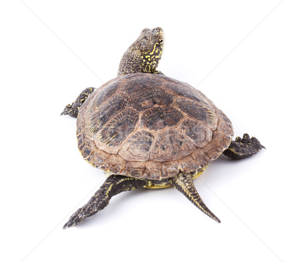 черепахи изолированный ходьбе белый природы скорости Сток-фото © vadimmmus